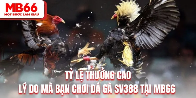 Tỷ lệ thưởng cao là lý do mà bạn chơi đá gà SV388 tại MB66&nbsp;